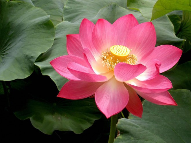 pink lotus flowersphotography